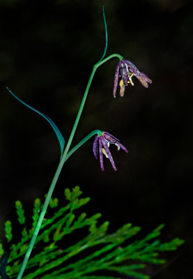 DSC_2677a.jpg