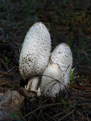 DSC_2702a.jpg
