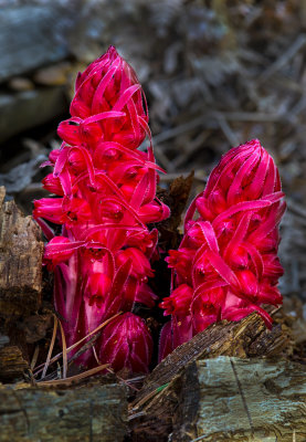 DSC_2756a.jpg