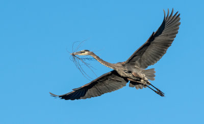 DSC_6155a.jpg