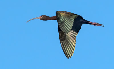 DSC_7465a.jpg