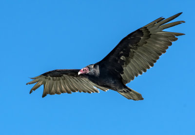 DSC_8814a.jpg