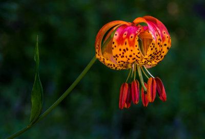 DSC_3094a.jpg