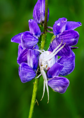 DSC_3171a.jpg