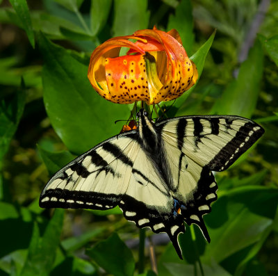 DSC_3322a.jpg