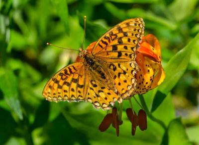 DSC_3361a.jpg