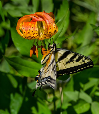 DSC_3448a.jpg