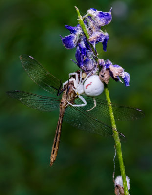 DSC_3540a.jpg