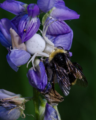 DSC_3574a.jpg