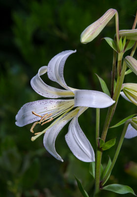 DSC_3619a.jpg