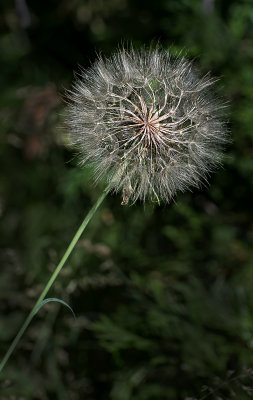 DSC_9831a.jpg