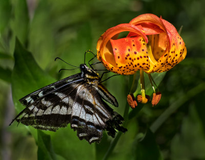 DSC_0344a.jpg