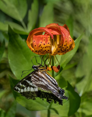 DSC_0721a.jpg