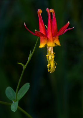 DSC_3780a.jpg