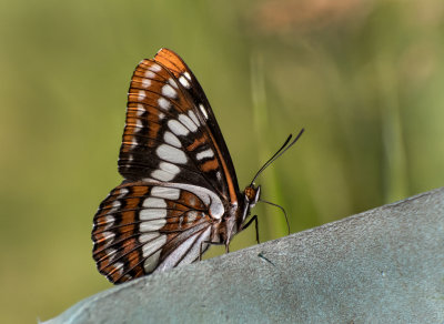 DSC_1673aC.jpg