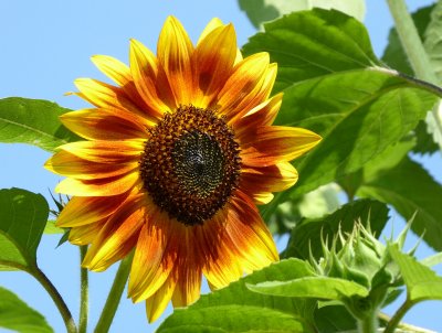 Sunflower - Spring Green WI - 2017-08-24 