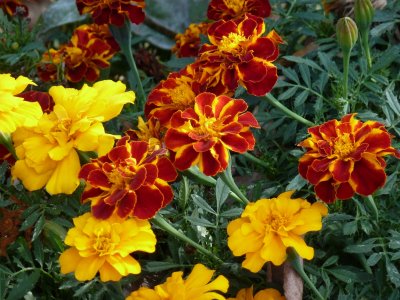 Marigolds - Fitchburg, WI -  2011/10/16