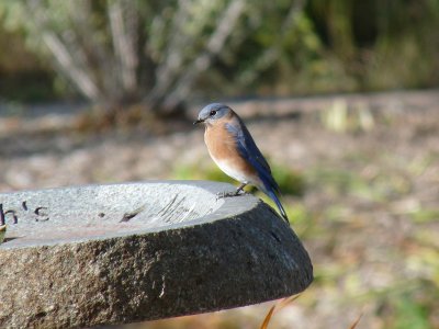 Eastern bluebird - Fitchburg, WI - 2009-10-18