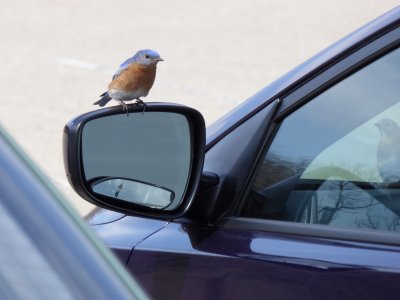 Eastern bluebirds - GALLERY