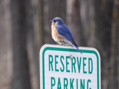 Eastern bluebird on sign - Blue Mound State Park - 2018-03-28