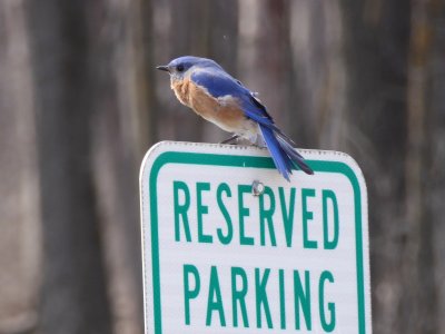 Eastern bluebird on sign - Blue Mound State Park - 2018-03-28