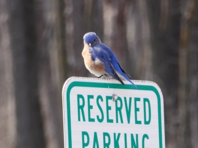 Eastern bluebird on sign - Blue Mound State Park - 2018-03-28