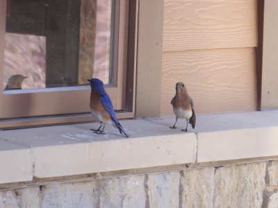 Eastern bluebird pair on window ledge - Blue Mound State Park - 2018-03-28