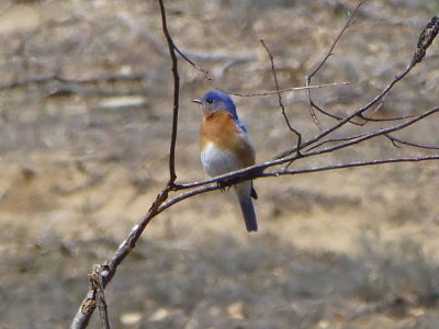 Eastern bluebird - Spring Green Preserve - 2013-05-13 May 13