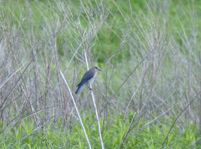 Eastern bluebird - near Columbus, WI - 2016-05-29