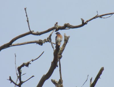 Eastern bluebird - Stricker's Pond, Middleton, WI - 2011-05-27