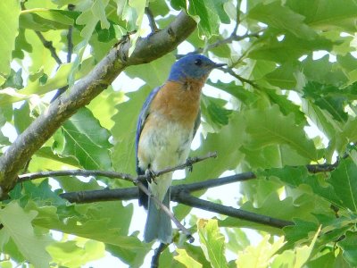 Eastern bluebird - Fitchburg, WI - 2012-06-24