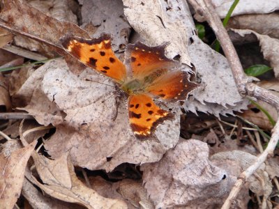 Gray comma - Blue Mound State Park -2018-04-23 