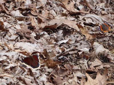 Mourning cloak and red admiral - Blue Mound State Park -2018-04-23 