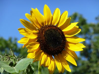 Sunflower - Madison WI - 2012-09-06  