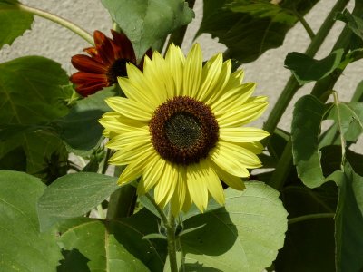 Sunflower - Spring Green WI - 2017-08-24 