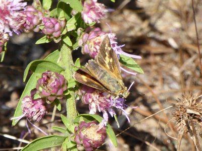 Leonard's skipper Spring Green Preserve WI 2016-09-10
