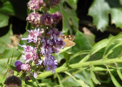 Leonard's skipper Spring Green Preserve WI 2016-09-10 