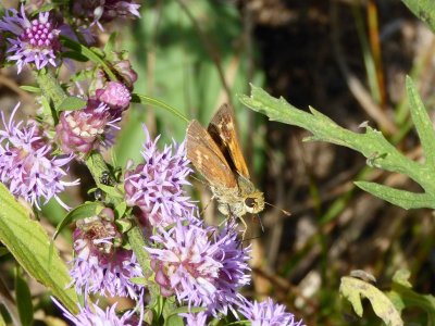Leonard's skipper Spring Green Preserve WI 2016-09-10 