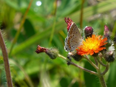Karner 'Melissa' blue -Bauer Brockway Barrens Jackson Co, WI - 2016-06-15