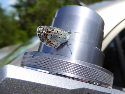 Karner 'Melissa' blue on camera - Bauer Brockway Barrens Jackson Co, WI - 2016-06-15