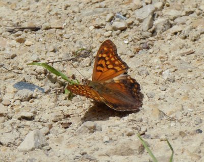 Tawny emperor - near Mazomanie WI - 2016-06-27