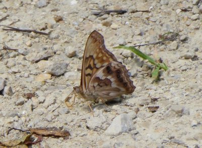 Tawny emperor - near Mazomanie WI - 2016-06-27
