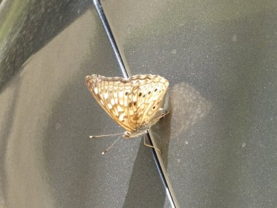 Hackberry emperor on car - near Mazomanie WI - 2016-06-27