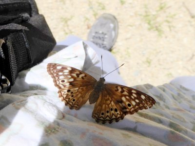 Hackberry emperor on shirt - near Mazomanie WI - 2016-06-27