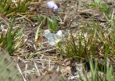 Olympia marble - Spring Green Preserve, WI - 2016-04-23
