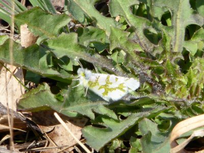 Olympia marble - Spring Green Preserve, WI - 2015-04-17