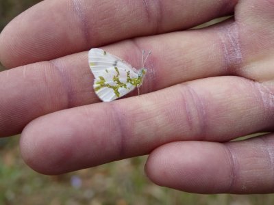 Olympia marble on hand - Bauer Brockway Barrens, Jackson County, WI -2015-05-15