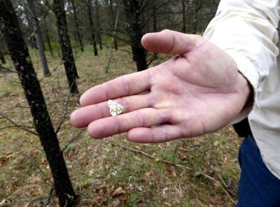 Olympia marble on hand - Bauer Brockway Barrens, Jackson County, WI -2015-05-15 