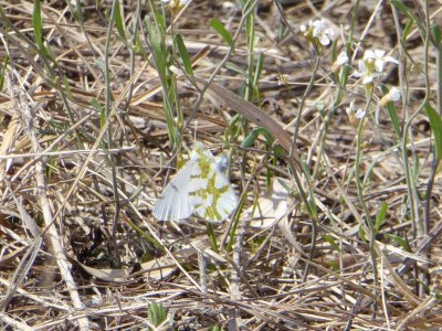 Olympia marble - Spring Green Preserve, WI - 2015-04-17