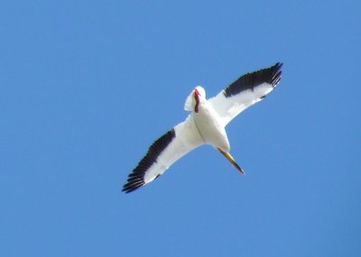 American white pelicans flying - Horicon Marsh, WI - 2010-05-09